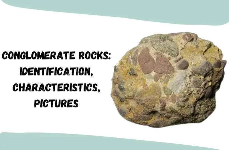 Conglomerate Rocks: Identification, Characteristics, Pictures, and More