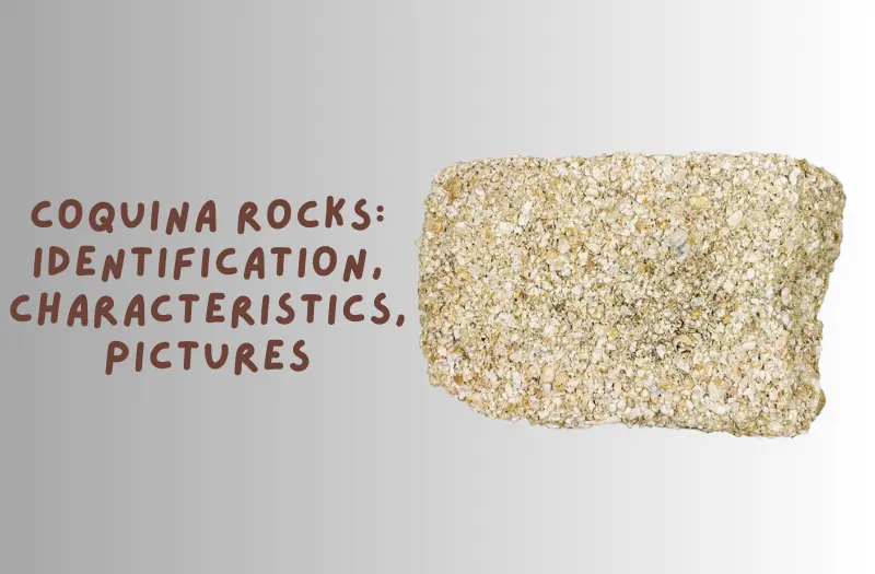 Coquina Rocks: Identification, Characteristics, Pictures, and More