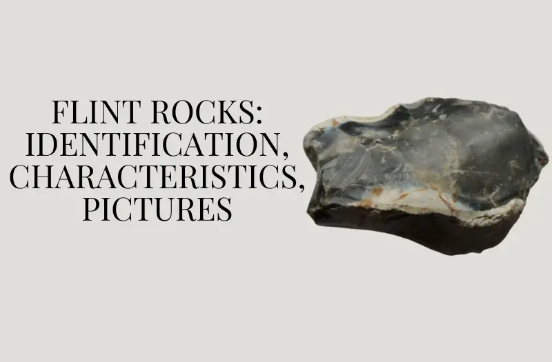 Flint Rocks: Identification, Characteristics, Pictures, and More